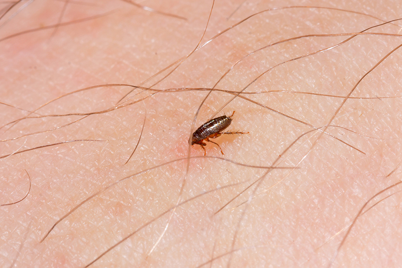 Flea Pest Control in Harrow Greater London
