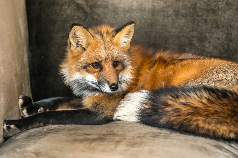 Fox Pest Control in Harrow Greater London