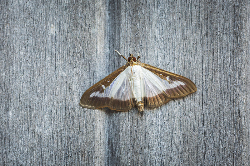 Moth Pest Control in Harrow Greater London